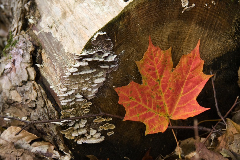 wednesday is a maple day