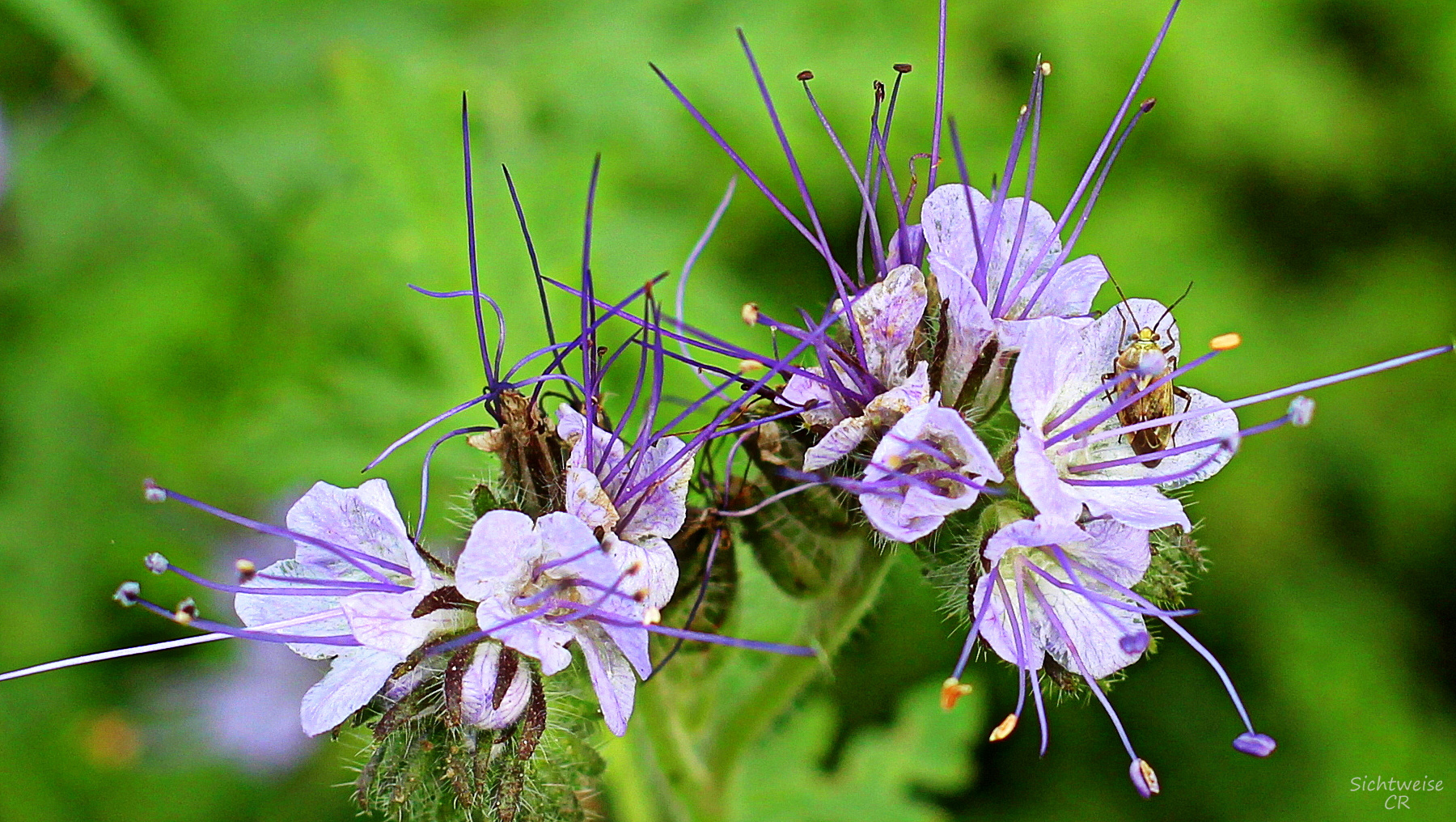 Wednesdayflower