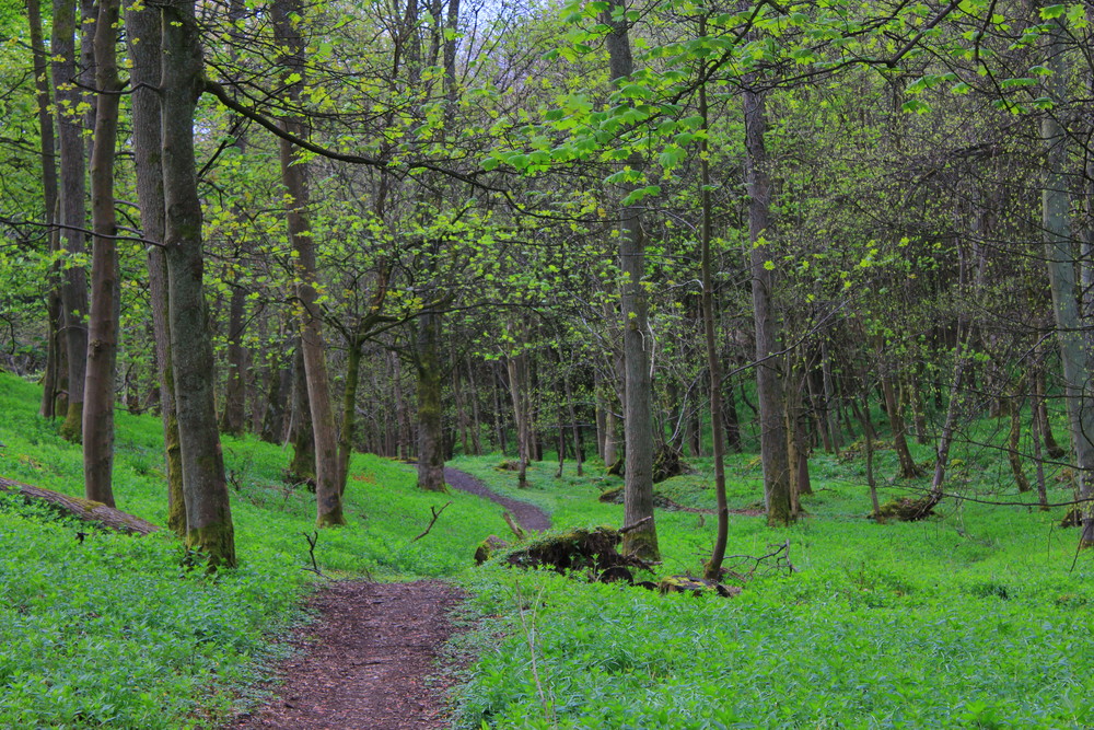 Wee path behind Stirling University