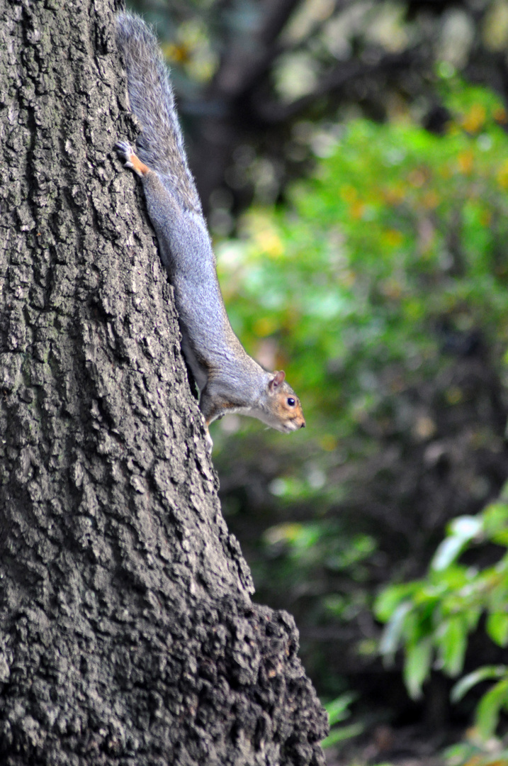 Wee Squirrels