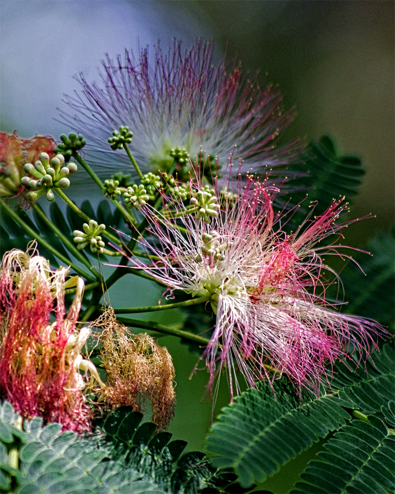 Weeds with flowers