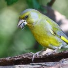 "Weeer knuspert an meinem ..... äh, FUTTERHÄUSCHEN"?