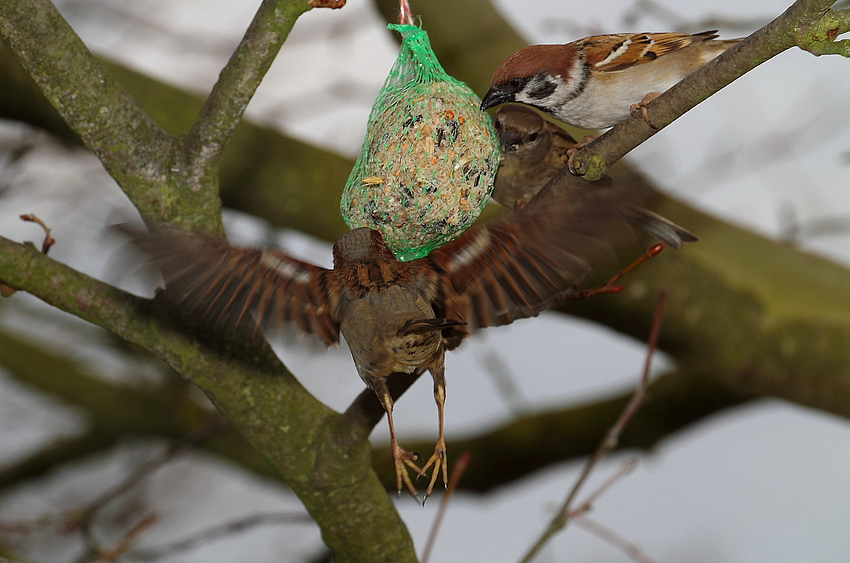 "Weegg daaa" oder Sperlings Knödel Anflug