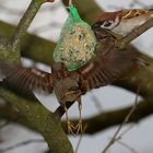 "Weegg daaa" oder Sperlings Knödel Anflug