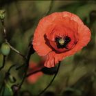 Weekend-Poppy