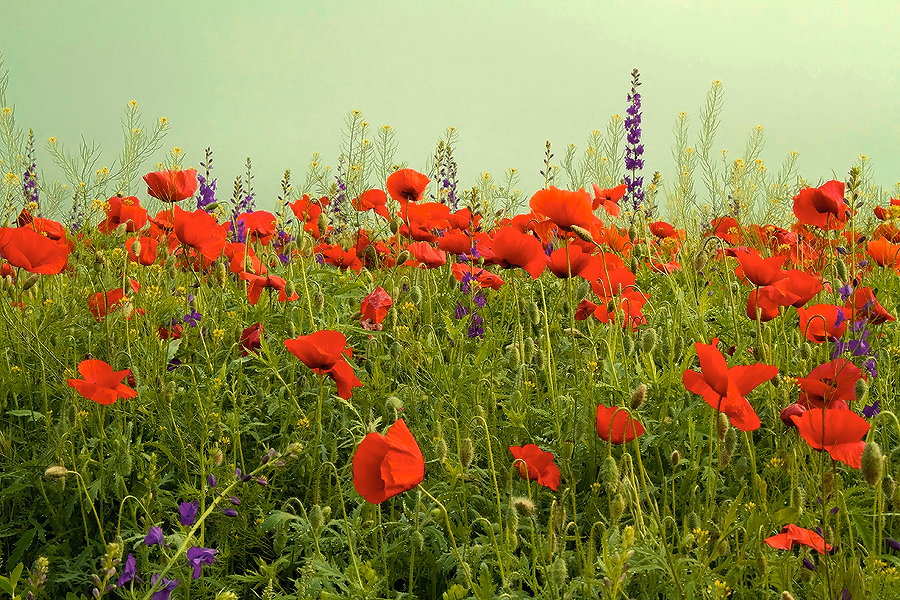 weekend with poppies