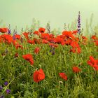 weekend with poppies