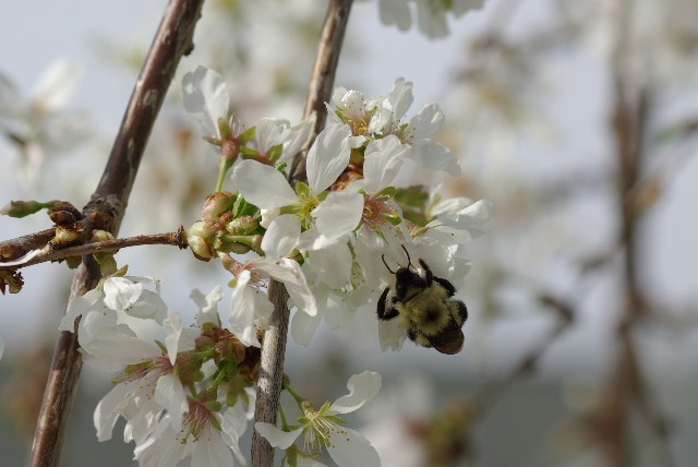 Weeping Cherry