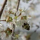 Weeping Cherry