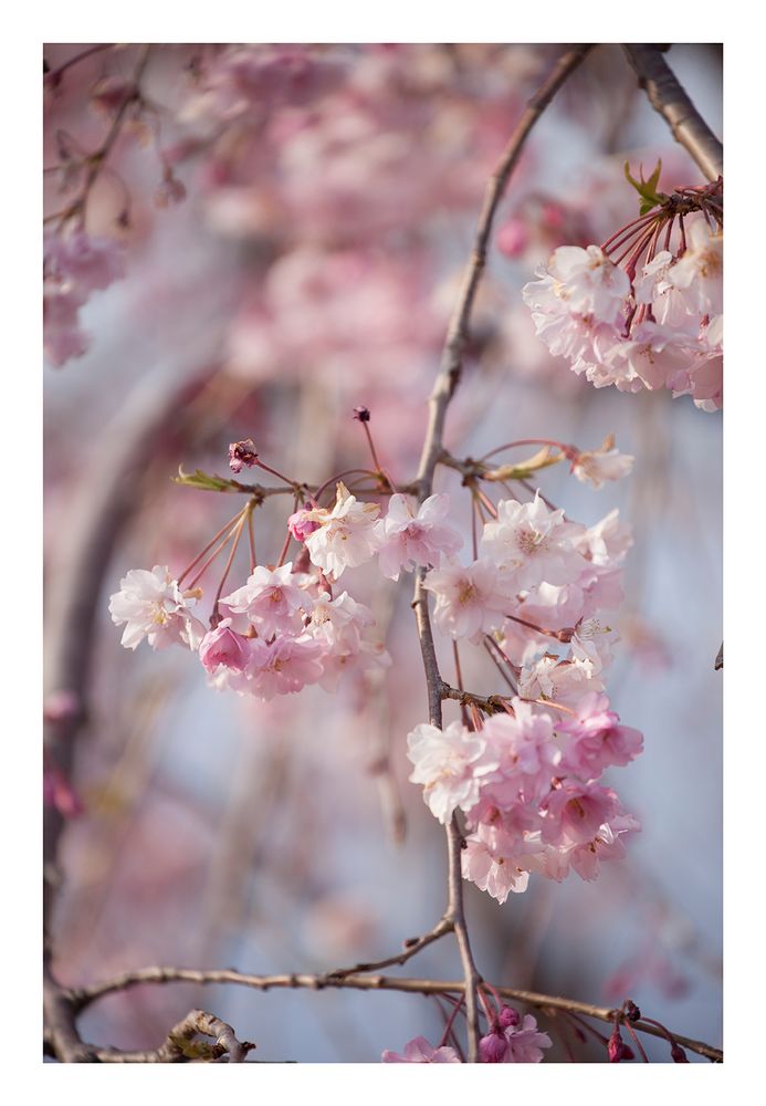 Weeping cherry tree #1