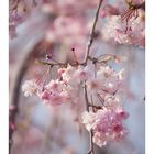 Weeping cherry tree #1