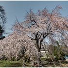 Weeping cherry tree-1