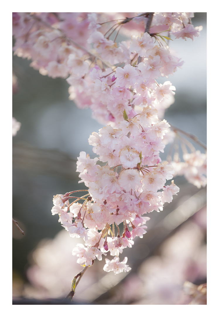 Weeping cherry tree #2