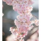 Weeping cherry tree #2