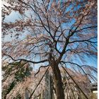 Weeping cherry tree-2