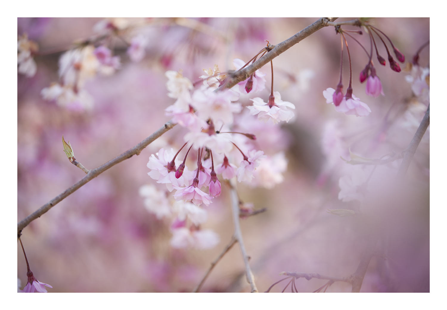 Weeping cherry tree #3