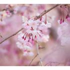 Weeping cherry tree #3