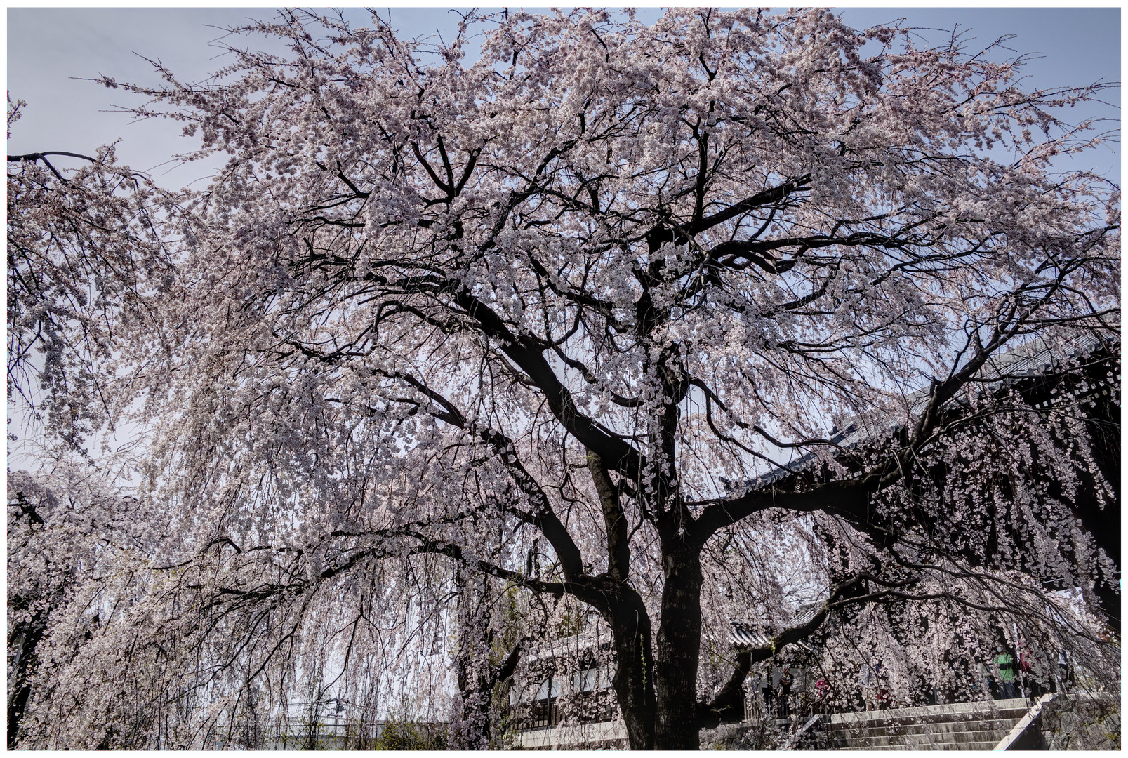 Weeping Cherry tree-3