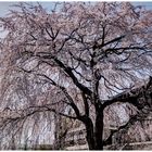 Weeping Cherry tree-3