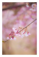 Weeping cherry tree #4