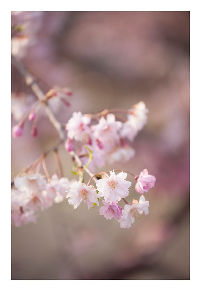 Weeping cherry tree #5