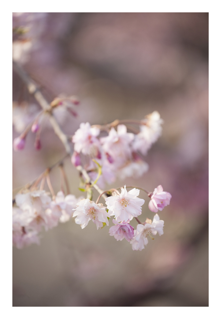 Weeping cherry tree #5