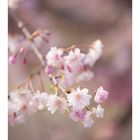 Weeping cherry tree #5