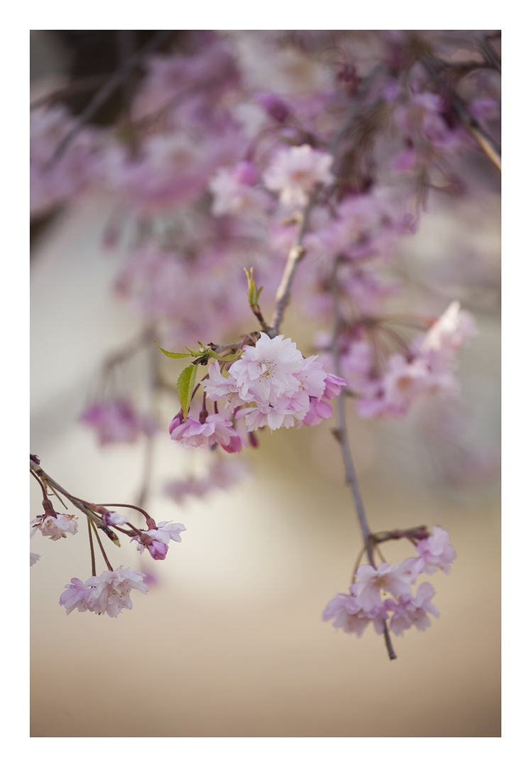 Weeping cherry tree #6