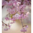 Weeping cherry tree #6