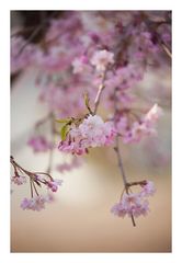 Weeping cherry tree #6