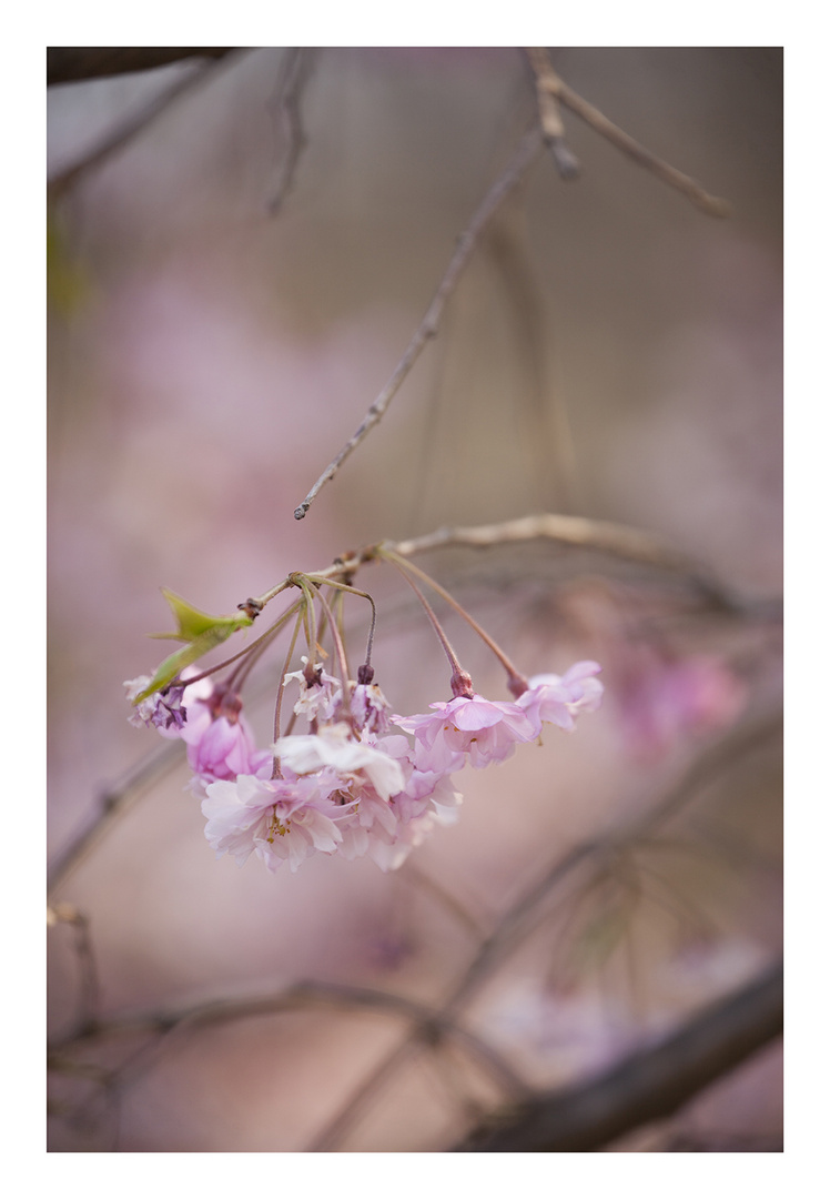 Weeping cherry tree #7