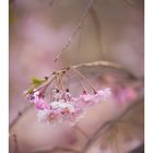 Weeping cherry tree #7