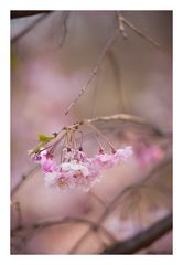 Weeping cherry tree #7