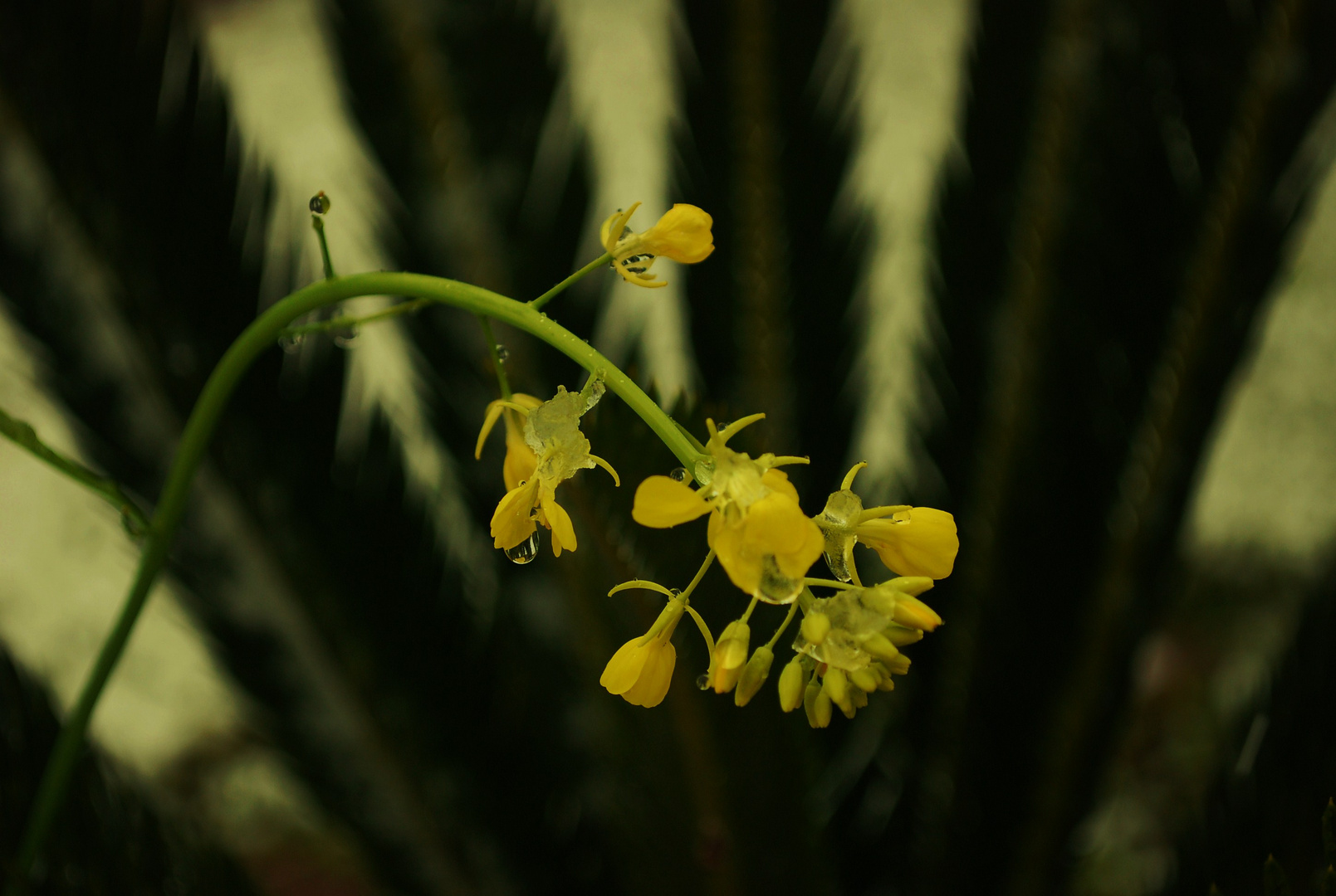 Weeping flower