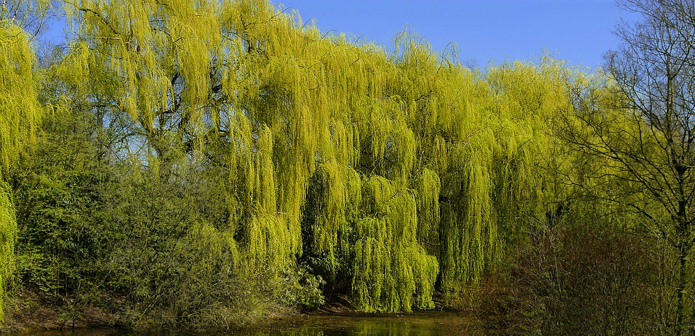 Weeping Golden Willow