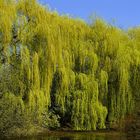 Weeping Golden Willow