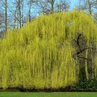 Weeping Golden Willow