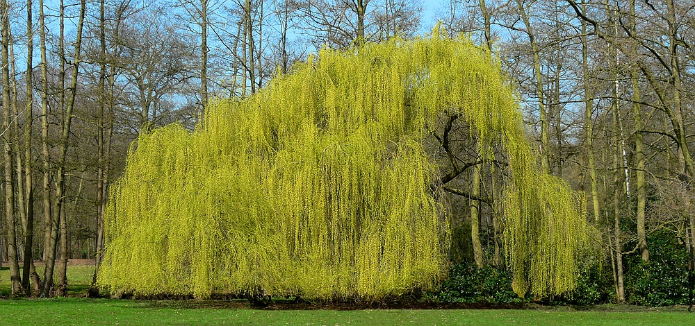 Weeping Golden Willow