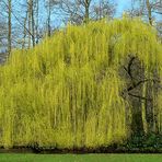 Weeping Golden Willow