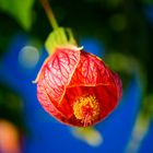 Weeping Maple