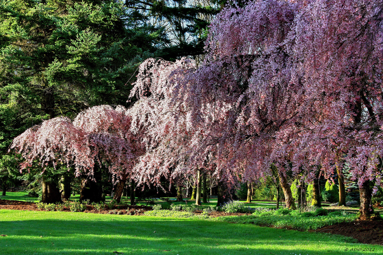 Weeping Waterfall Cherry Trees