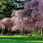 Weeping Waterfall Cherry Trees