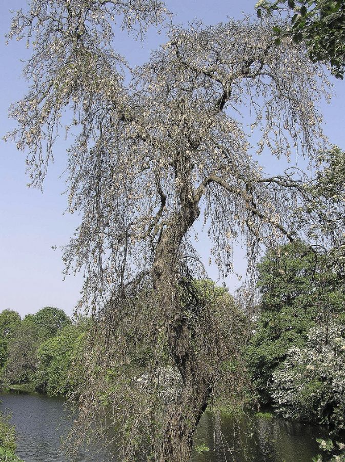 weeping willow