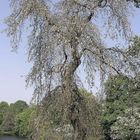 weeping willow