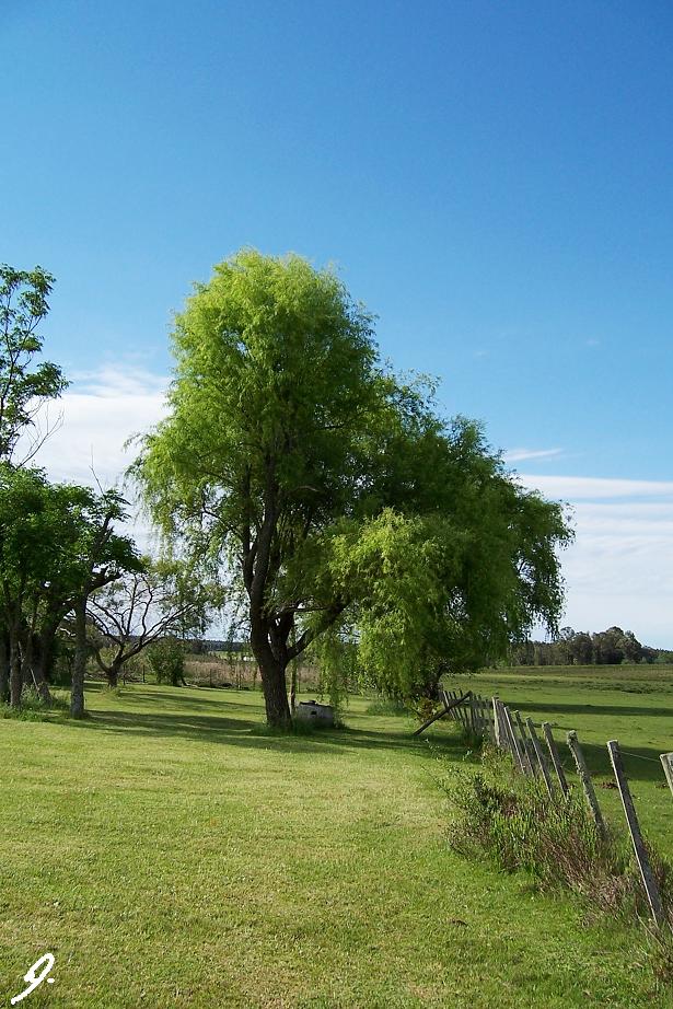 weeping willow