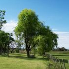 weeping willow