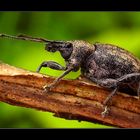 Weevil