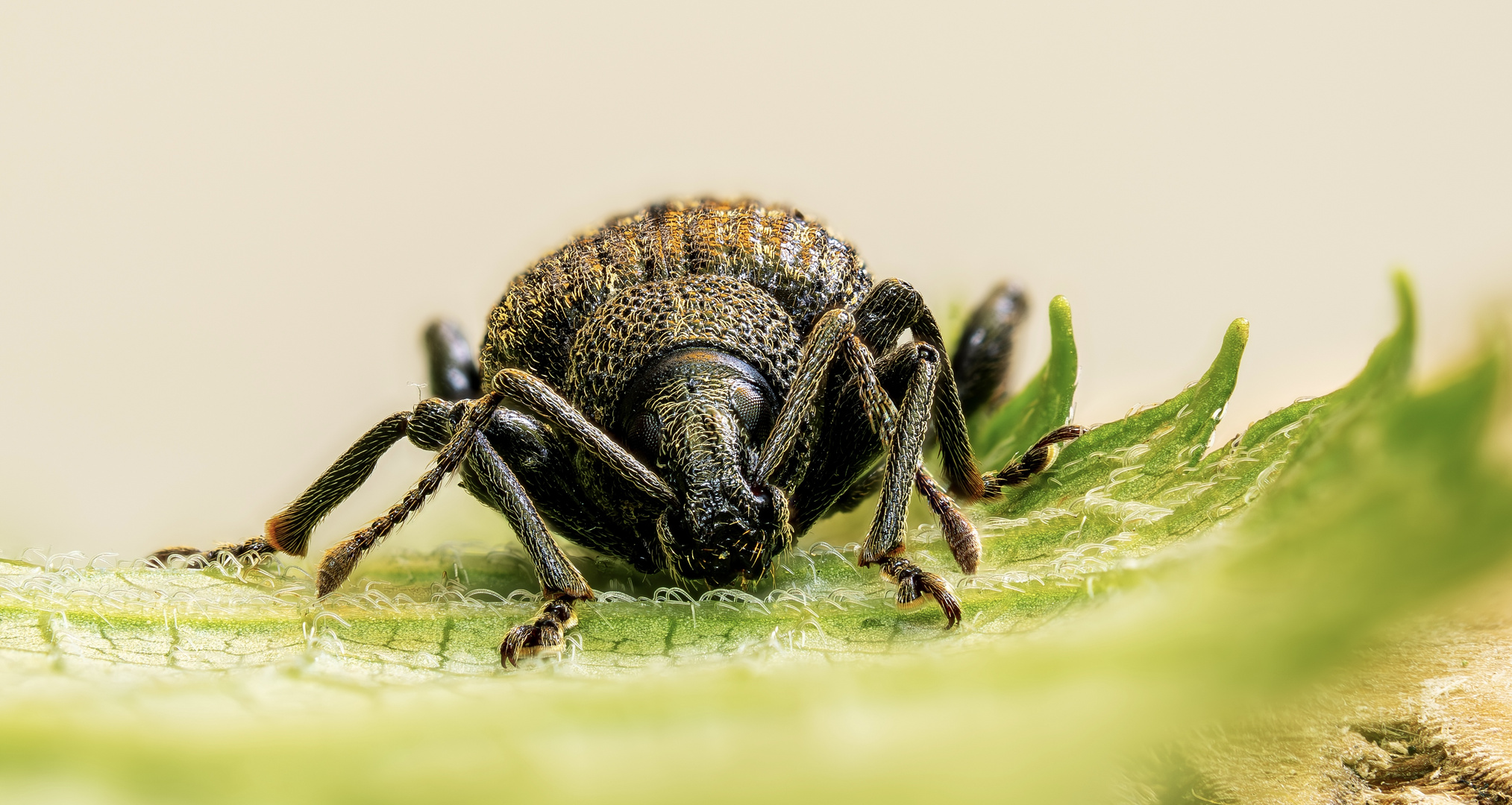 Weevil