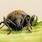 Weevil