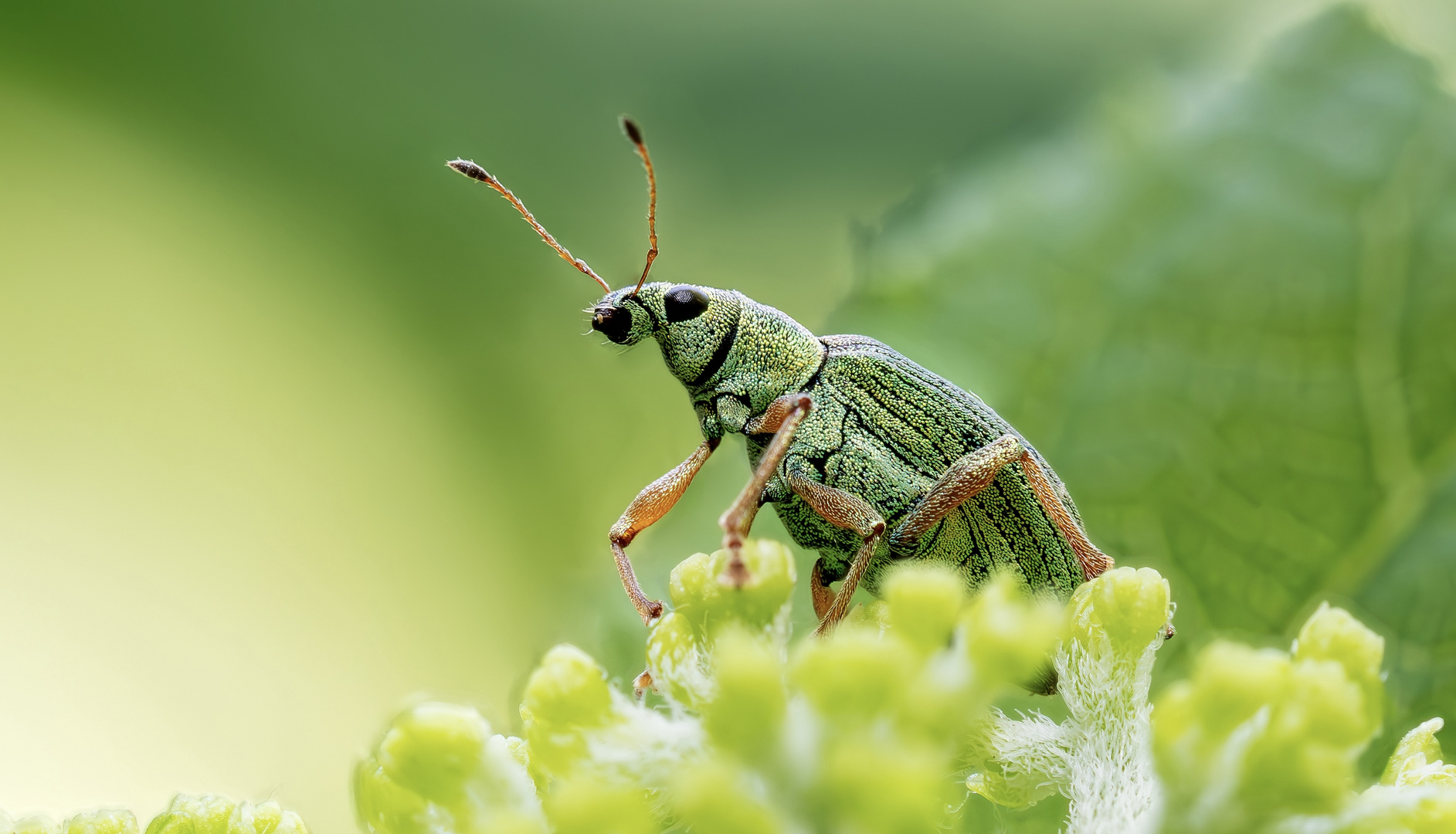 Weevil